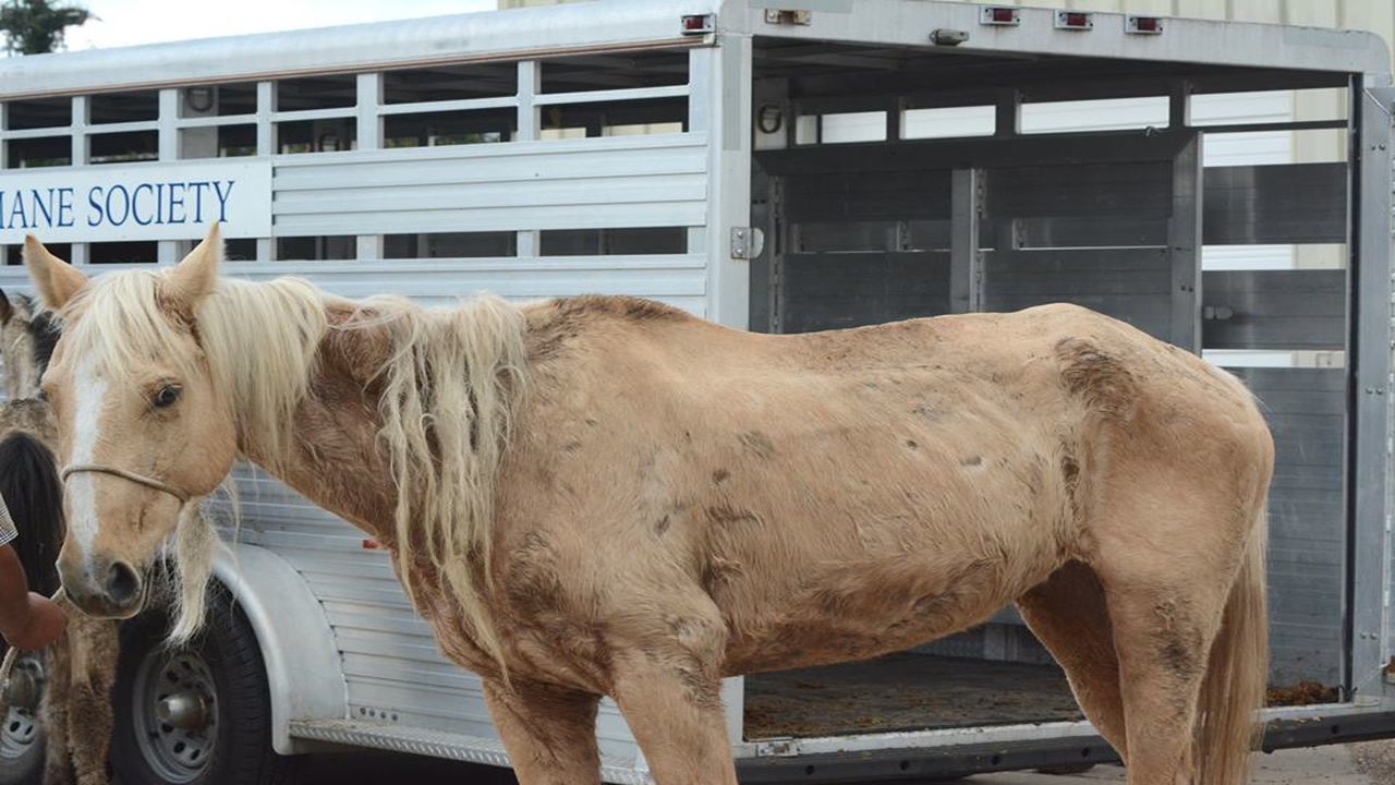 Authorities rescue 8 malnourished horses in NW Houston